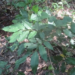 Dysoxylum latifolium at Manunda, QLD - 5 Jun 2025 by JasonPStewartNMsnc2016