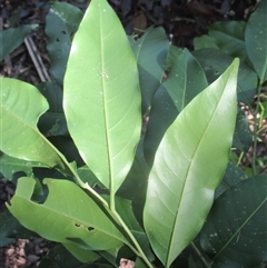 Dysoxylum latifolium at Manunda, QLD - 5 Jun 2025 02:10 PM