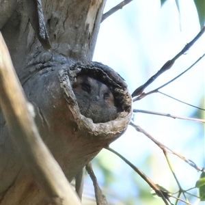 Aegotheles cristatus at Mount Annan, NSW - Yesterday by MandyandScott