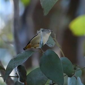 Pardalotus punctatus at Mount Annan, NSW - Yesterday by MandyandScott