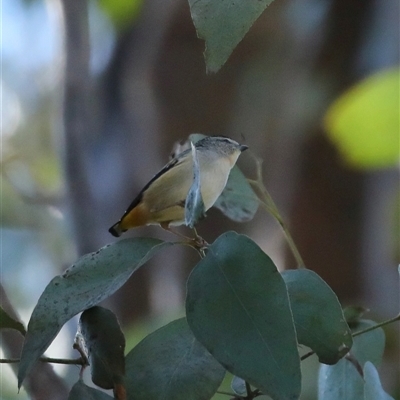 Pardalotus punctatus (Spotted Pardalote) at Mount Annan, NSW - 16 Jun 2025 by MandyandScott
