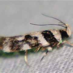Unverified Curved-horn moth (all Gelechioidea except Oecophoridae) at Weerriba, QLD - 18 Oct 2008 by PJH123