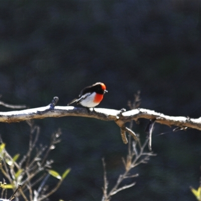 Petroica goodenovii (Red-capped Robin) at Koorawatha, NSW - 13 Jun 2025 by Harrisi