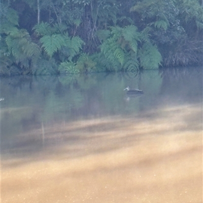 Anas superciliosa (Pacific Black Duck) at Caparra, NSW - 16 Jun 2025 by maznee