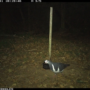 Leucosarcia melanoleuca (Wonga Pigeon) at Foxground, NSW - 31 Oct 2024 by Foxground1