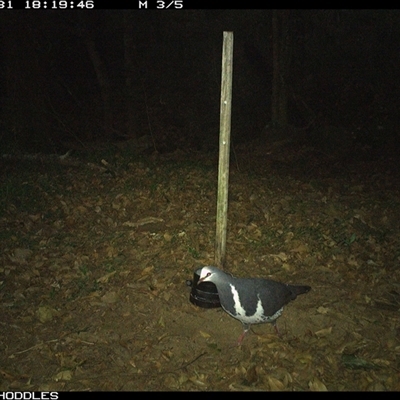 Leucosarcia melanoleuca (Wonga Pigeon) at Foxground, NSW - 31 Oct 2024 by Foxground1