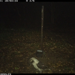 Dacelo novaeguineae (Laughing Kookaburra) at Foxground, NSW - 1 Nov 2024 by Foxground1