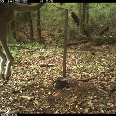 Macropus giganteus (Eastern Grey Kangaroo) at Foxground, NSW - 3 Nov 2024 by Foxground1