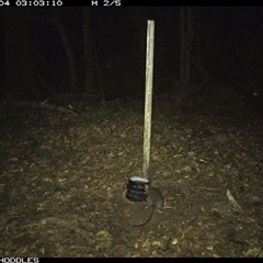 Rattus rattus (Black Rat) at Foxground, NSW - 4 Nov 2024 by Foxground1