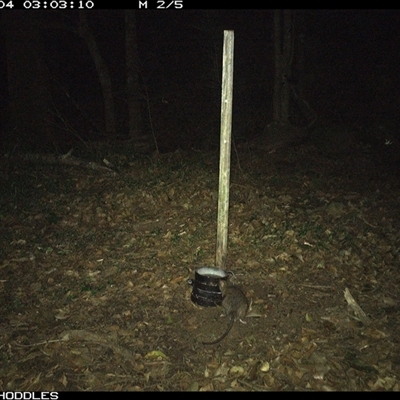 Rattus rattus (Black Rat) at Foxground, NSW - 4 Nov 2024 by Foxground1