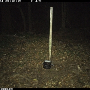 Rattus sp. (A native or introduced Rattus species) at Foxground, NSW - 4 Nov 2024 by Foxground1