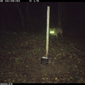 Vulpes vulpes (Red Fox) at Foxground, NSW - 6 Nov 2024 by Foxground1