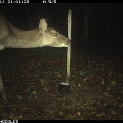 Cervus unicolor (Sambar Deer) at Foxground, NSW - 14 Nov 2024 by Foxground1