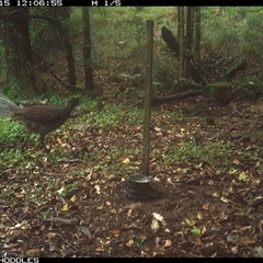 Menura novaehollandiae (Superb Lyrebird) at Foxground, NSW - 15 Nov 2024 by Foxground1
