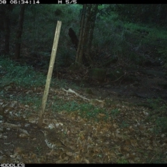 Zoothera lunulata (Bassian Thrush) at Foxground, NSW - 8 Dec 2024 by Foxground1