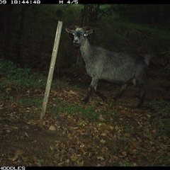Capra hircus (Goat, Feral Goat) at Foxground, NSW - 9 Dec 2024 by Foxground1