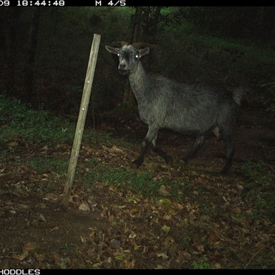 Capra hircus (Goat, Feral Goat) at Foxground, NSW - 9 Dec 2024 by Foxground1