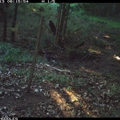 Strepera graculina (Pied Currawong) at Foxground, NSW - 13 Dec 2024 by Foxground1