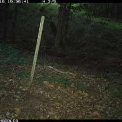Alectura lathami (Australian Brush-turkey) at Foxground, NSW - 16 Dec 2024 by Foxground1