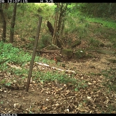 Platycercus elegans (Crimson Rosella) at Foxground, NSW - 28 Dec 2024 by Foxground1