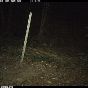 Trichosurus cunninghami (Mountain Brushtail Possum, Southern Bobuck) at Foxground, NSW - 30 Dec 2024 by Foxground1