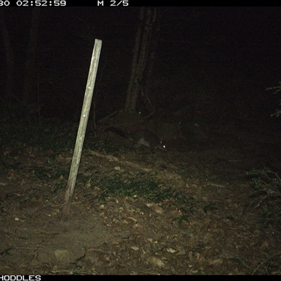 Trichosurus cunninghami (Mountain Brushtail Possum, Southern Bobuck) at Foxground, NSW - 30 Dec 2024 by Foxground1