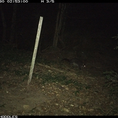 Trichosurus cunninghami at Foxground, NSW - 30 Dec 2024 02:52 AM