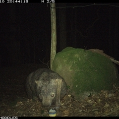 Vombatus ursinus (Common wombat, Bare-nosed Wombat) at Foxground, NSW - 10 Oct 2024 by Foxground1