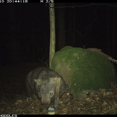 Vombatus ursinus (Common wombat, Bare-nosed Wombat) at Foxground, NSW - 10 Oct 2024 by Foxground1