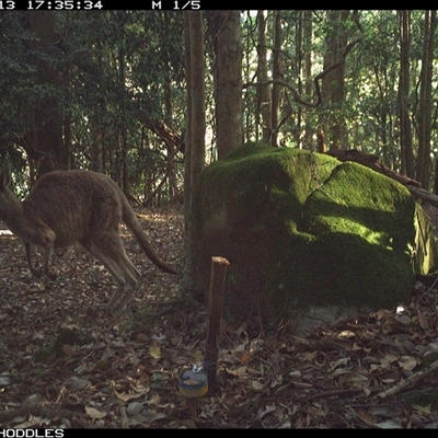 Macropus giganteus (Eastern Grey Kangaroo) at Foxground, NSW - 13 Oct 2024 by Foxground1