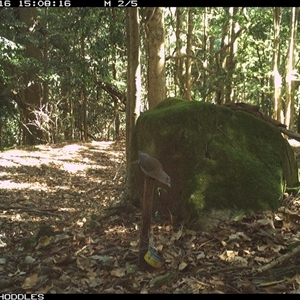 Colluricincla harmonica (Grey Shrikethrush) at Foxground, NSW - 16 Oct 2024 by Foxground1