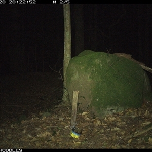 Unverified Rodent at Foxground, NSW - 20 Oct 2024 by Foxground1