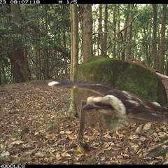 Dacelo novaeguineae (Laughing Kookaburra) at Foxground, NSW - 23 Oct 2024 by Foxground1