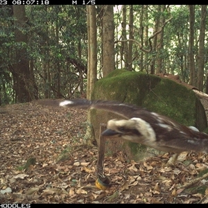 Dacelo novaeguineae (Laughing Kookaburra) at Foxground, NSW - 23 Oct 2024 by Foxground1