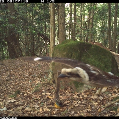 Dacelo novaeguineae (Laughing Kookaburra) at Foxground, NSW - 23 Oct 2024 by Foxground1