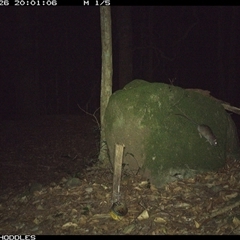 Rattus fuscipes at Foxground, NSW - 26 Oct 2024 08:01 PM