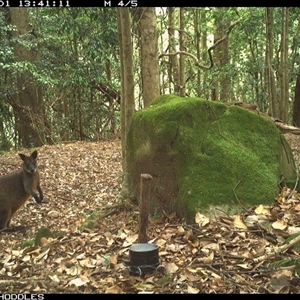Wallabia bicolor at Foxground, NSW - 1 Nov 2024 01:41 PM