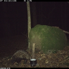 Tachyglossus aculeatus (Short-beaked Echidna) at Foxground, NSW - 7 Nov 2024 by Foxground1