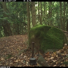 Ptilonorhynchus violaceus (Satin Bowerbird) at Foxground, NSW - 14 Nov 2024 by Foxground1