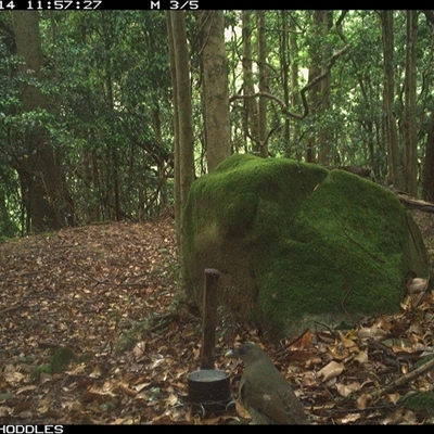 Ptilonorhynchus violaceus (Satin Bowerbird) at Foxground, NSW - 14 Nov 2024 by Foxground1