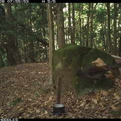Menura novaehollandiae (Superb Lyrebird) at Foxground, NSW - 28 Nov 2024 by Foxground1