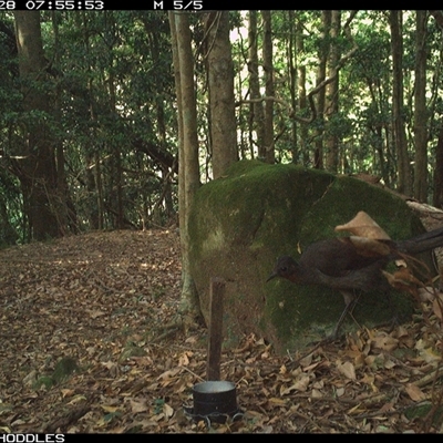 Menura novaehollandiae (Superb Lyrebird) at Foxground, NSW - 28 Nov 2024 by Foxground1