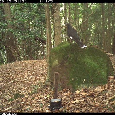 Strepera graculina (Pied Currawong) at Foxground, NSW - 3 Dec 2024 by Foxground1