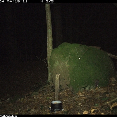 Rattus fuscipes (Bush Rat) at Foxground, NSW - 4 Dec 2024 by Foxground1