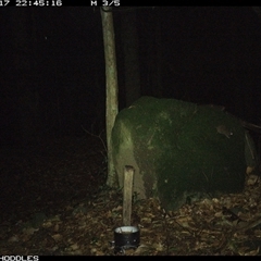 Unverified Antechinus at Foxground, NSW - 17 Dec 2024 by Foxground1
