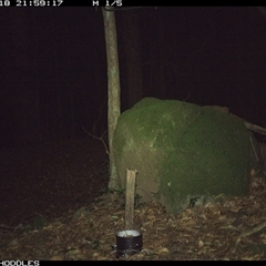 Vulpes vulpes at Foxground, NSW - 18 Dec 2024 09:59 PM