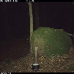 Unverified Mammal at Foxground, NSW - 25 Nov 2024 by Foxground1