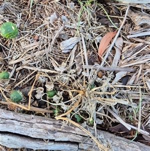 Cucumis myriocarpus at Throsby, ACT - Yesterday by isahowie