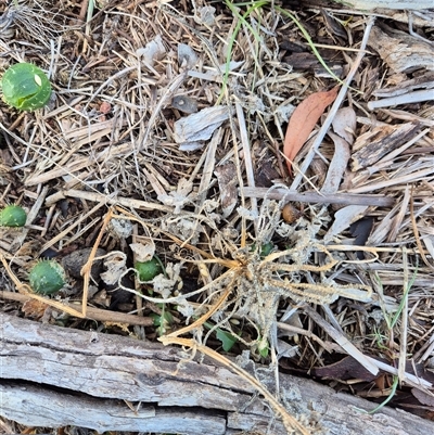 Cucumis myriocarpus (Prickly Paddy Melon) at Throsby, ACT - 16 Jun 2025 by isahowie
