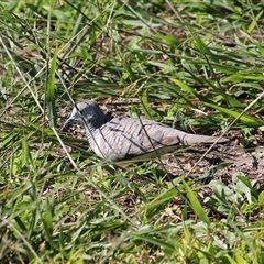 Geopelia placida (Peaceful Dove) at Port Douglas, QLD - 5 Jun 2025 by mroseby